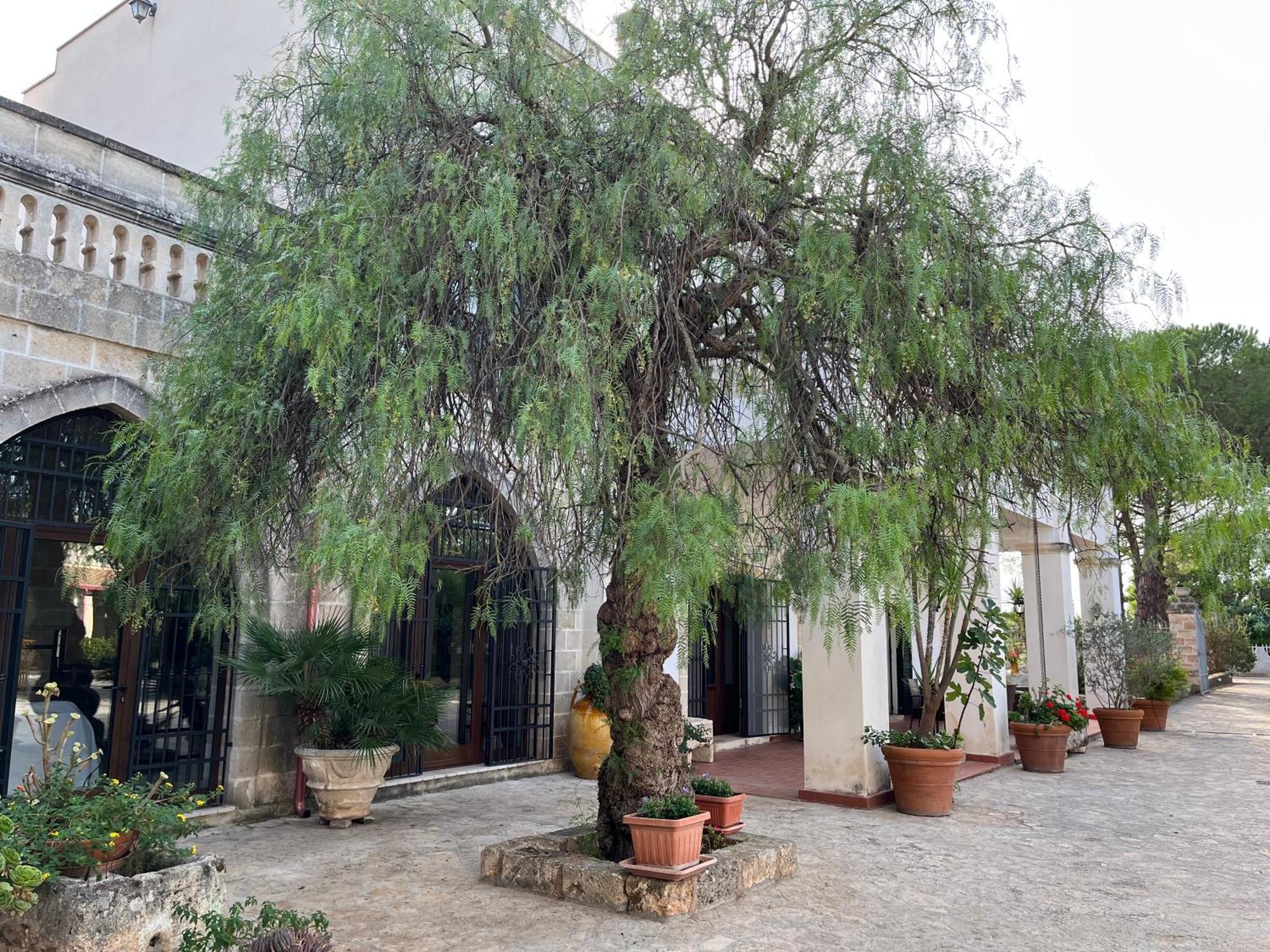 Masseria La Camardia Sava Luaran gambar
